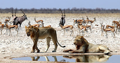 3 days etosha experience